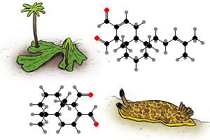 Molecules of Life