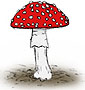 Amanita