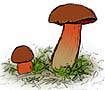 Boletus