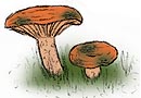 Lactarius