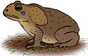 Rhinella