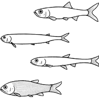 Mesozoic Teleosts