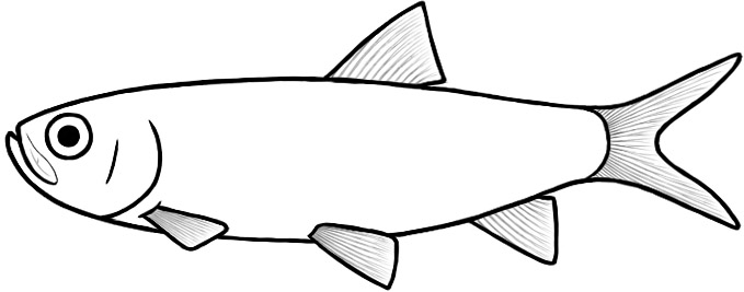 Cavenderichthys (after Bean & Arratia)