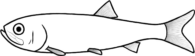 Luisiella (after Sferco et al.)