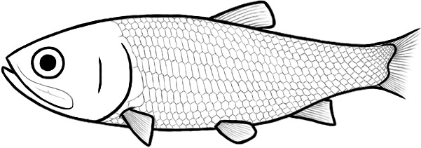 Pholidorhynchodon (after Arratia)