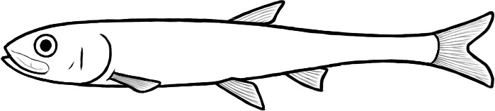 Proleptolepis (after Nybelin)