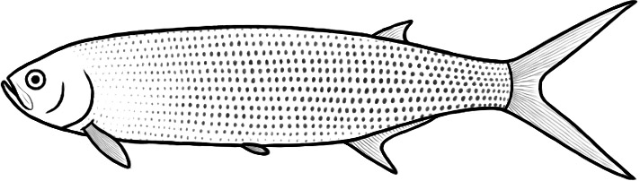 Thrissops (after Tischlinger)