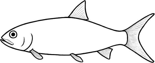 Tischlingerichthys (after Arratia)