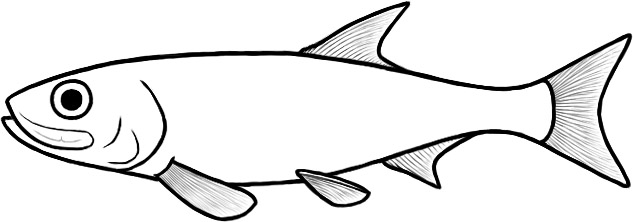 Varsichthys (after Arratia)